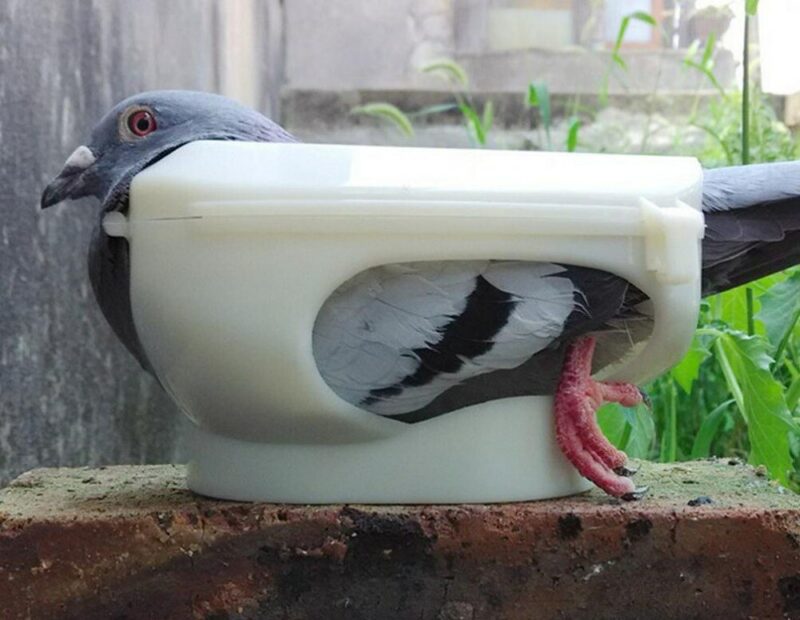 Pigeon Eye Sand Medication Dispenser Poultry Care Device 8119