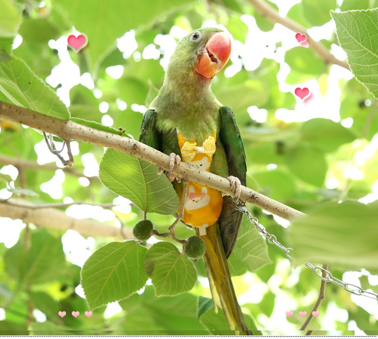 Handmade Pet Bird Diaper With Leash Cute Cockatiel Parrot Macaw Monk Parakeet Flying Suit Pants - 5